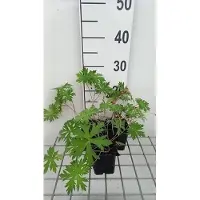 GRDplanten 6 x Geranium hybr. 'Spinners' - Bec de cigogne - pot 9 x 9 cm