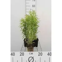 GRDplanten 6 x Solidago hybr. 'Goldkind' ('golden baby') - Verge d'or - Pot 9 x 9 cm