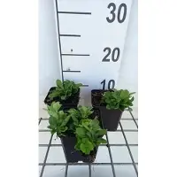 GRDplanten 6 x Phlox stol. 'Alba' - Flame flower - Pot 9 x 9 cm