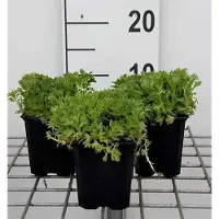 GRDplanten 6 x Saxifraga (a) 'Purple carpet' - Saxifrage mousse - pot 9 x 9 cm