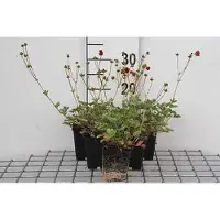GRDplanten 6 x Potentilla atrosanguinea - Arbuste à doigts - Pot 9 x 9 cm