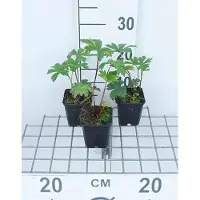 GRDplanten 6 x Astrantia major 'Rubra' - Coneflower étoilé - Pot 9 x 9 cm