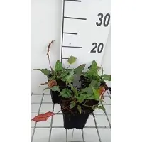 GRDplanten 6 x Persicaria ampl. 'Pink Elephant' - Renouée à bougies - pot 9 x 9 cm