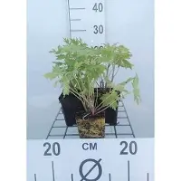 GRDplanten 6 x Delphinium (p) 'Astolat' - Delphinium - pot 9 x 9 cm