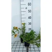 GRDplanten 6 x Helenium aut. 'Pumilum Magnificum' - Échinacée - pot 9 x 9 cm