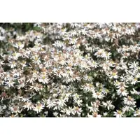 GRDplanten 6 x Aster divaricatus - Aster d'automne - pot 9 x 9 cm
