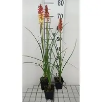 GRDplanten 6 x Kniphofia hybr. 'Rocket's Red Glare' (pyromania) - Lys torche - Pot de 9 x 9 cm
