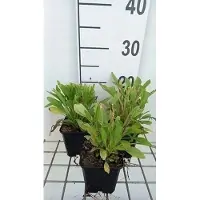 GRDplanten 6 x Coreopsis grand. 'Early Sunrise' - il de jeune fille - pot 9 x 9 cm