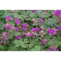 GRDplanten 6 x Geranium macr. 'Bevan's Variety' - Bec de cigogne- Pot 9 x 9 cm
