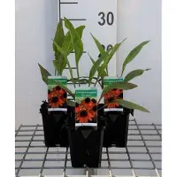 GRDplanten 6 x Echinacea purp. 'Tiki Torch' - coneflower - pot 9 x 9 cm