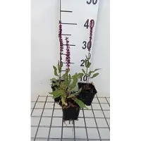 GRDplanten 6 x Salvia nem. 'Caradonna Pink Inspiration' - Mousse étoilée - Pot 9 x 9 cm
