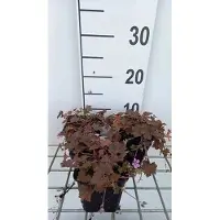 GRDplanten 6 x Geranium hybr. 'Bob's Blunder' - Bec de cigogne- Pot 9 x 9 cm