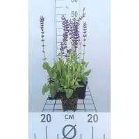 GRDplanten 6 x Salvia nem. 'Mainacht' ('maynight') - Mousse étoilée - pot 9 x 9 cm