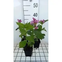 GRDplanten 6 x Chelone obliqua - Tête de serpent - Pot 9 x 9 cm