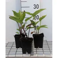 GRDplanten 6 x Echinacea purp. 'Leuchtstern' - Sonnenhut - Topf 9 x 9 cm