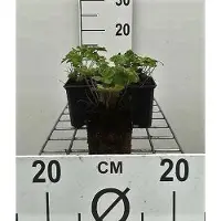GRDplanten 6 x Geranium renardii - Bec de cigogne- Pot 9 x 9 cm