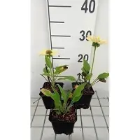 GRDplanten 6 x Echinacea purp. 'Chiquita' - coneflower - pot 9 x 9 cm