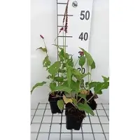 GRDplanten 6 x Persicaria ampl. 'Pinkfield' - Renouée à bougies - Pot 9 x 9 cm