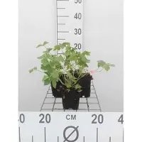 GRDplanten 6 x Geranium endr. 'Wargrave Pink' - Bec de cigogne- Pot 9 x 9 cm