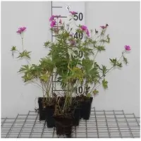 GRDplanten 6 x Geranium hybr. 'Patricia' - Bec de cigogne- Pot 9 x 9 cm