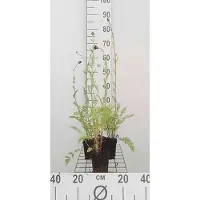 GRDplanten 6 x Tanacetum (c) 'Robinson's Red' - Marguerite - pot 9 x 9 cm