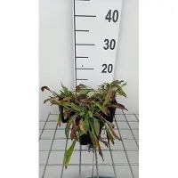 GRDplanten 6 x Buphthalmum salicifolium - Oeil de buf à feuilles de saule - pot 9 x 9 cm
