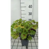 GRDplanten 6 x Heuchera hybr. 'Electra' - Luzule pourpre - Pot 9 x 9 cm