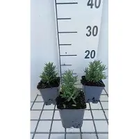 GRDplanten 6 x Lavandula ang. 'Alba' - Lavande - pot 9 x 9 cm
