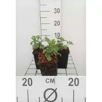GRDplanten 6 x Astrantia major « Lars » - Grande astrantie - Pot 9 x 9 cm