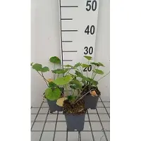 GRDplanten 6 x Malva sylvestris - Mauve - pot 9 x 9 cm
