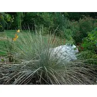 GRDplanten 6 x Helictotrichon sem. 'Saphirsprudel' - Avoine bleue - pot 9 x 9 cm