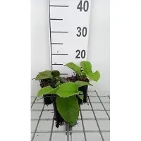 GRDplanten 6 x Trachystemon orientalis - Trachystemon orientalis - Pot 9 x 9 cm
