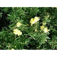 GRDplanten 6 x Helianthemum hybr. 'Sulph. Plenum' - Hélianthème - pot 9 x 9 cm