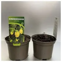GRDplanten 6 x Kirengeshoma palmata - Cloche à cire japonaise - pot 9 x 9 cm