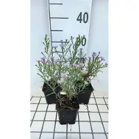 GRDplanten 6 x Aster eric. blue Wonder' - Aster d'automne - Pot 9 x 9 cm