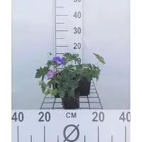GRDplanten 6 x Geranium hybr. 'Rozanne' - Bec de cigogne- Pot 9 x 9 cm
