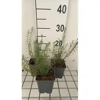 GRDplanten 6 x Linum perenne 'Sapphire' - Linum - pot 9 x 9 cm