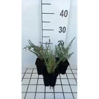 GRDplanten 6 x Linum perenne 'Diamant' - Linum - pot 9 x 9 cm