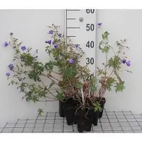 GRDplanten 6 x Geranium hybr. 'Brookside' - Géranium à feuilles étroites - pot 9 x 9 cm