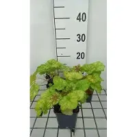 GRDplanten 6 x Heuchera hybr. 'Tiramisu' - Cloches violettes - pot 9 x 9 cm