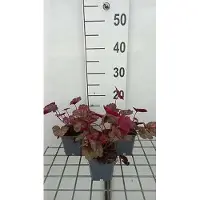 GRDplanten 6 x Heuchera hybr. 'Georgia Peach' - Campanule pourpre - pot 9 x 9 cm