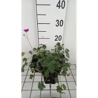 GRDplanten 6 x Geranium cin. 'Subcaulescens' - Storchenschnabel- Topf 9 x 9 cm