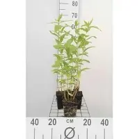 GRDplanten 6 x Phlox (p) 'White Admiral' - Fleur de flamme - pot 9 x 9 cm