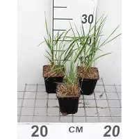 GRDplanten 6 x Calamagrostis acut. 'Karl Foerster' - Herbe à cheval Karl Förster - Pot 9x9 cm
