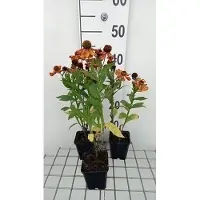 GRDplanten 6 x Helenium hybr. 'Baudirektor Linne' - Mariée au soleil - pot 9 x 9 cm