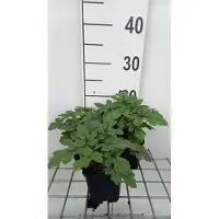 GRDplanten 6 x Tiarella hybr. 'Pink Skyrocket' - Fleur de mousse - pot 9 x 9 cm