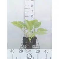 GRDplanten 6 x Hosta hybr. 'Sum And Substance' - Hosta - pot 9 x 9 cm x 9 cm