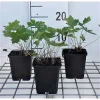 GRDplanten 6 x Geranium phaeum 'Samobor' - Bec de cigogne - pot 9 x 9 cm