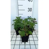 GRDplanten 6 x Chrysanthemum (rub.) 'Duchess of Edinburgh' - Chrysanthème - Topf 9 x 9 cm