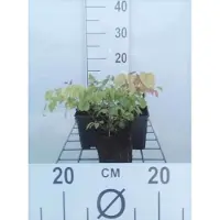 GRDplanten 6 x Epimedium grandiflorum - Ivory flower - Pot de 9 x 9 cm